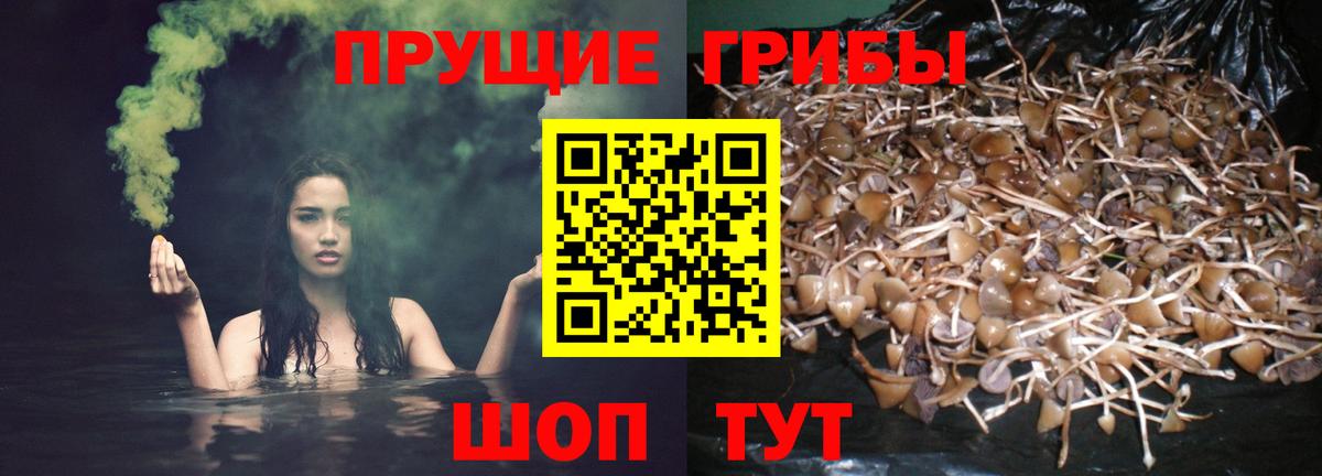 Галлюциногенные грибы прущие грибы  Псилоцибиновые грибы Cubensis  Орехово-Зуево  Вход с VPN 